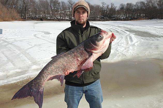 Bighead Carp Caught in Minnesota River