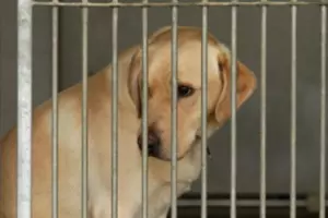 Seized Wisconsin Dogs Being Cared for in Minnesota