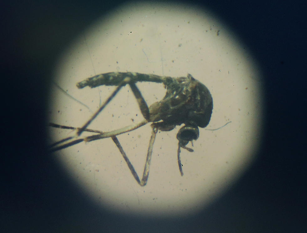 Rochester to be Checked for Zika Mosquitoes