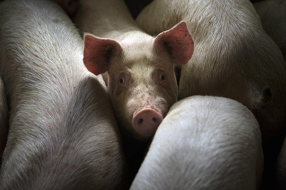 Development Agreement Approved for Large Iowa Pork Plant