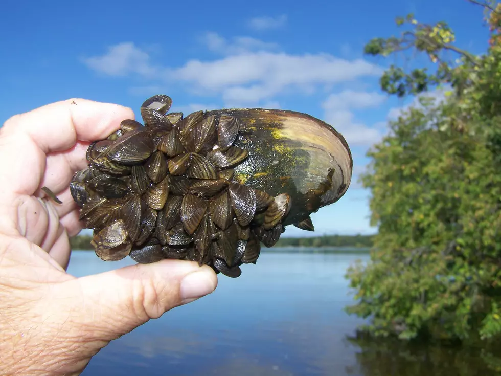 Zebra Mussels Continue Spreading in Minnesota