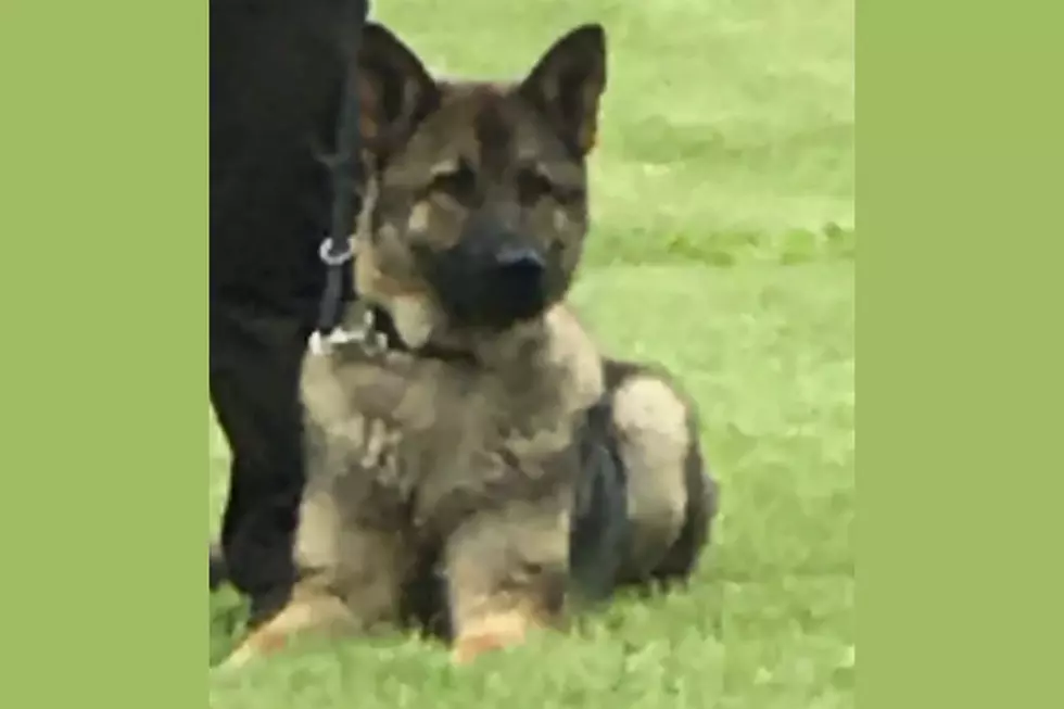 Houston County K9 Struck and Killed by Vehicle