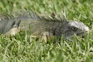 Iguanas Falling out of Trees in Frosty Florida