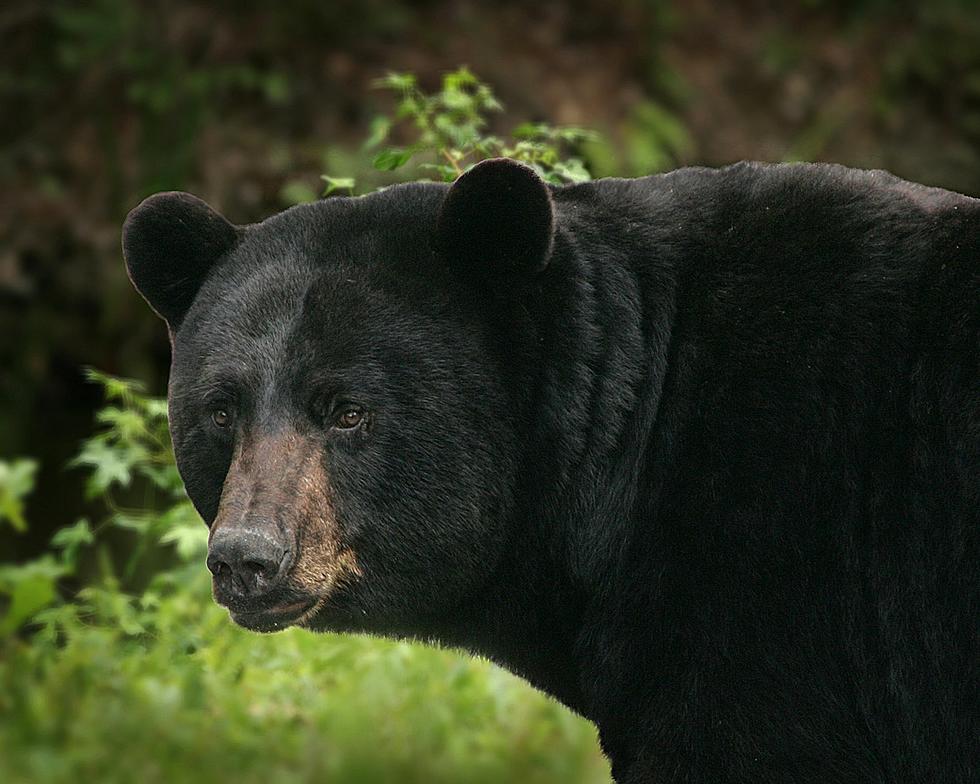 Minnesota Man Gets Prison Sentence For Removing Bear’s Head