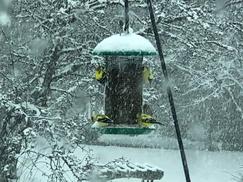 Easter Storm Dumps Record Snow in Rochester Area