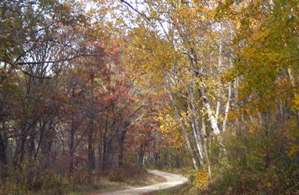 Possible Changes At SE Minnesota State Forest Being Reviewed
