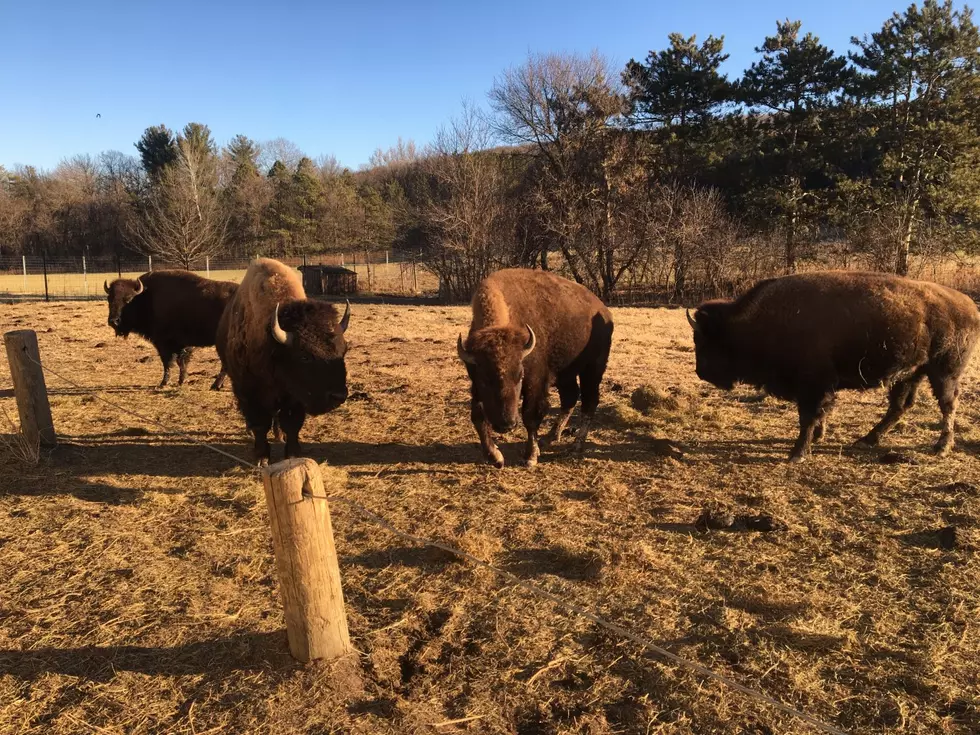 Olmsted County’s Bison Now Part Of State Program