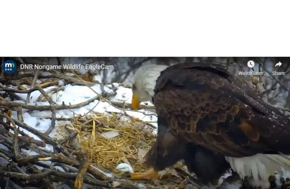 Minnesota Bald Eagle Lays First Egg Of 2021