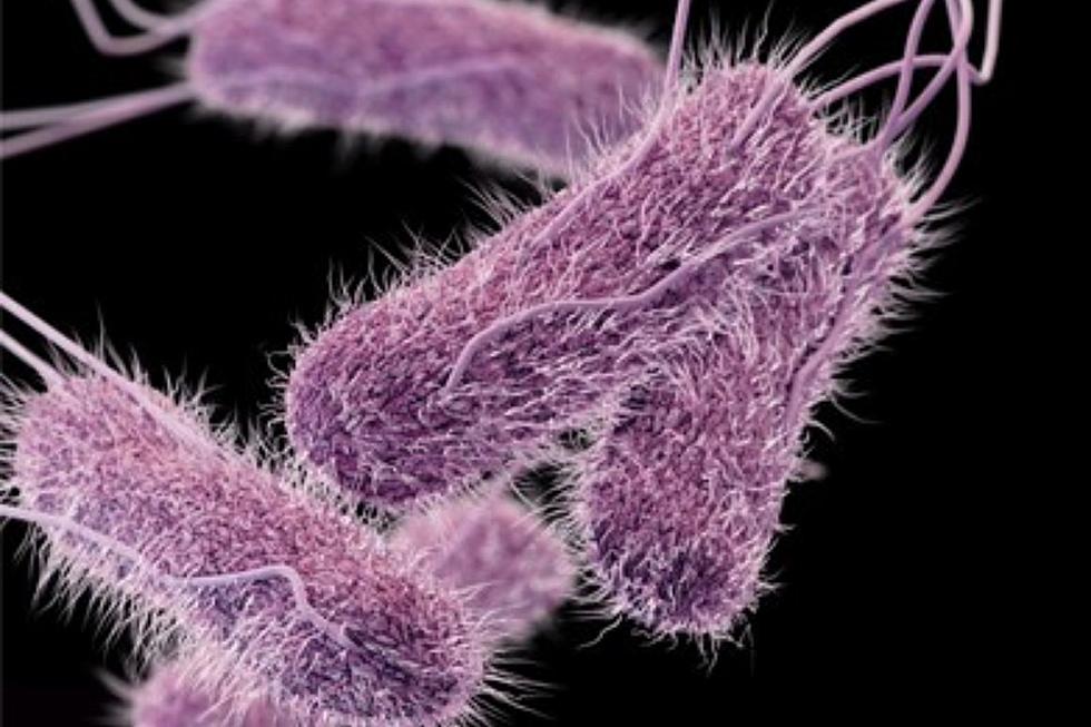 Source of Salmonella Outbreak Affecting MN Remains a Mystery