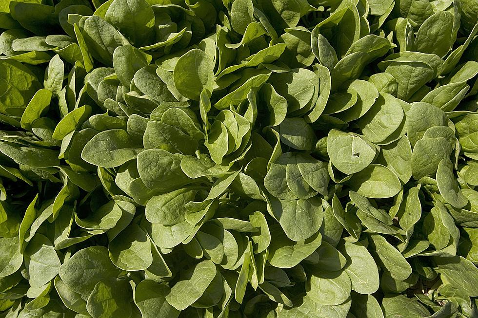 E.coli-Tainted Baby Spinach Found In Minnesota