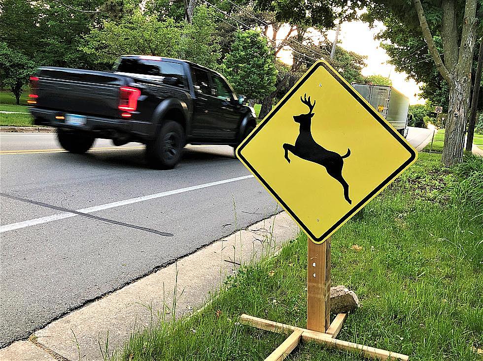 Here’s Why Minnesota Is No Longer Installing Deer Crossing Signs