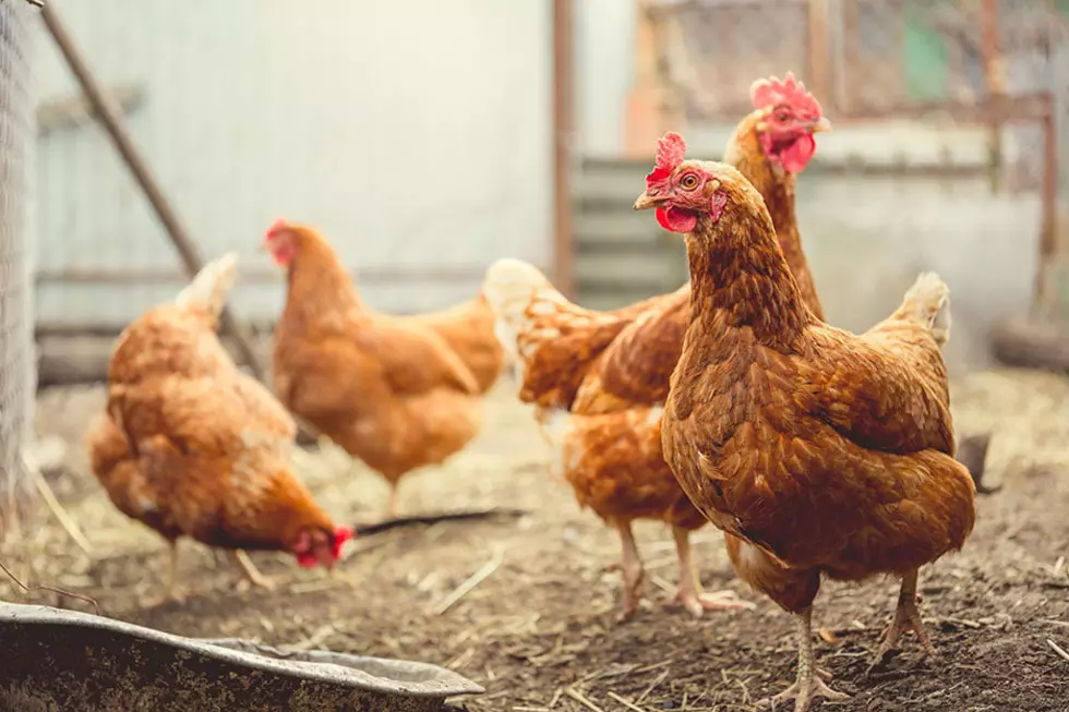 Minnesota Extends Ban on Poultry Exhibitions