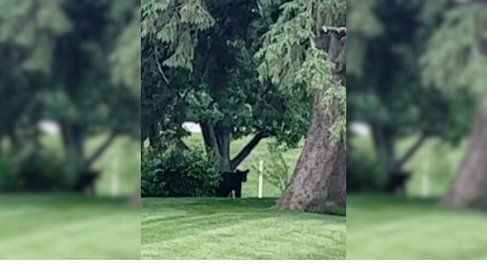 Warning Issued After Bear Sighting At SE Minnesota Golf Course