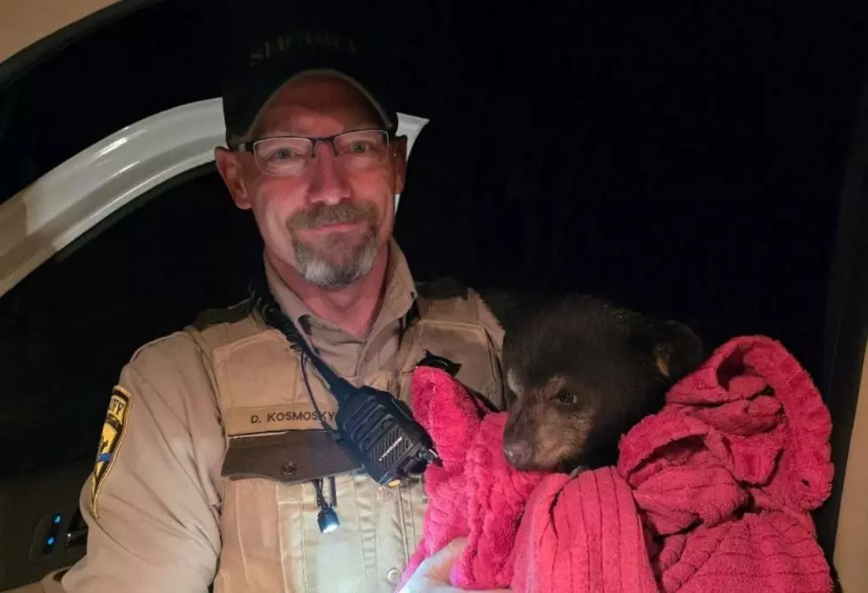 Minnesota Deputy Rescues Bear Cub From Busy Highway