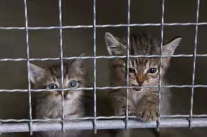 100+ Cats Seized During Minnesota Animal Welfare Investigation 