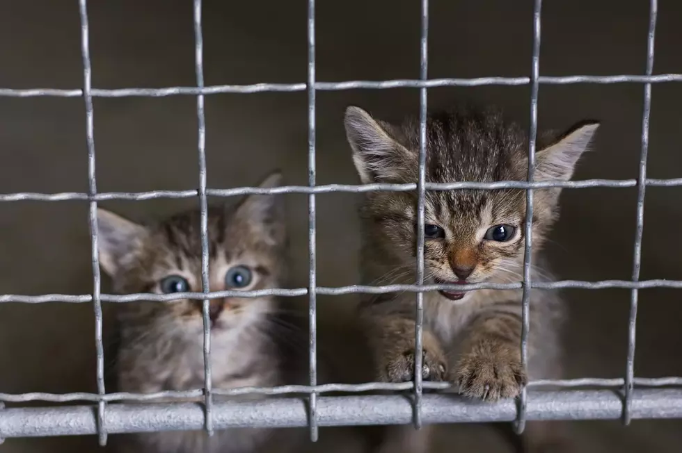 100+ Cats Seized During Minnesota Animal Welfare Investigation 