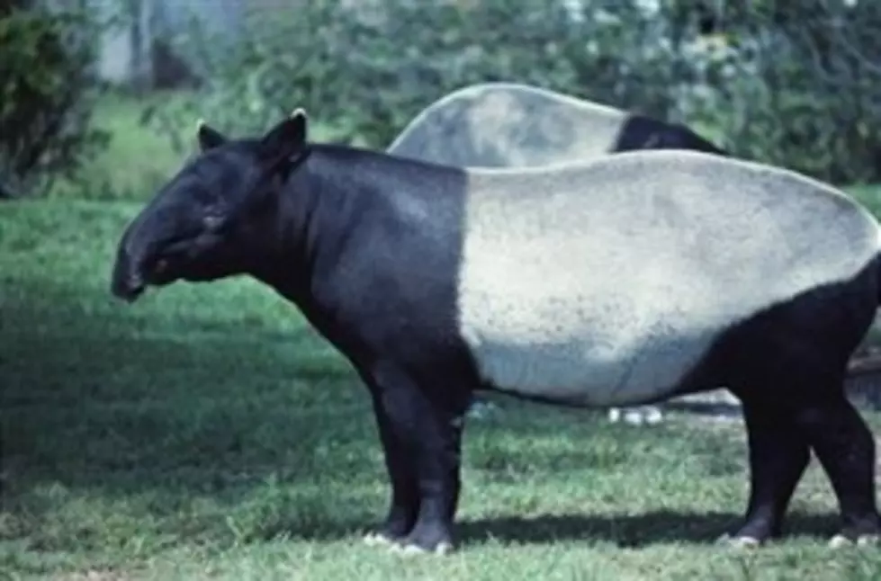 Endangered Malayan Tapir At Minnesota Zoo