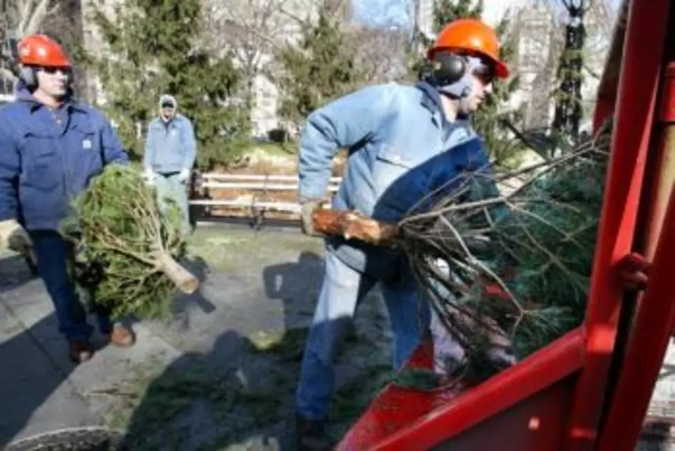 Christmas Trees: Annual Recycling, Collection Programs