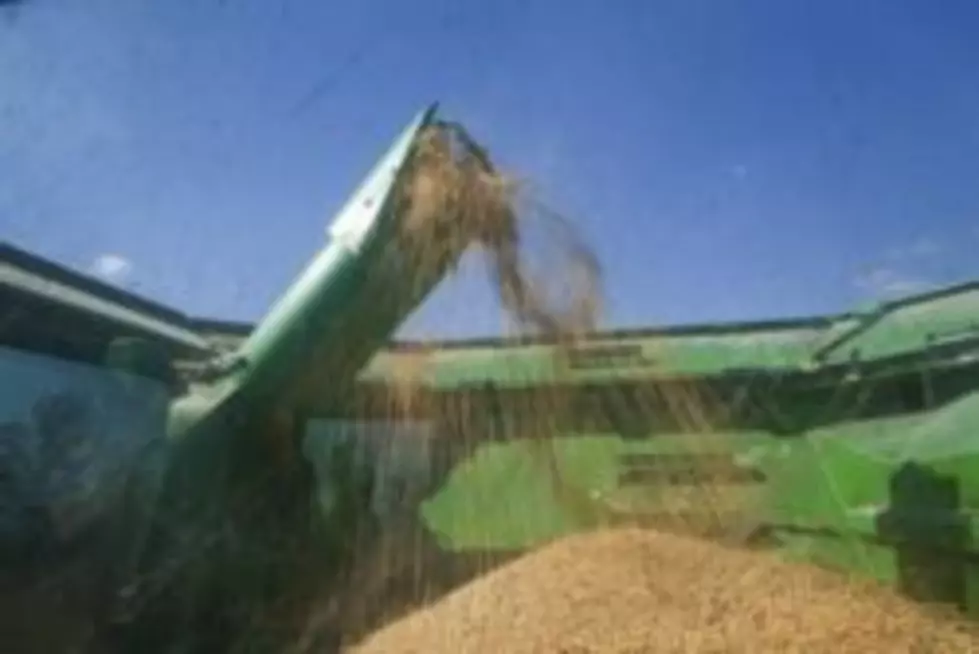 Minnesota Farmers Expect to Plant Record Soybean Acreage