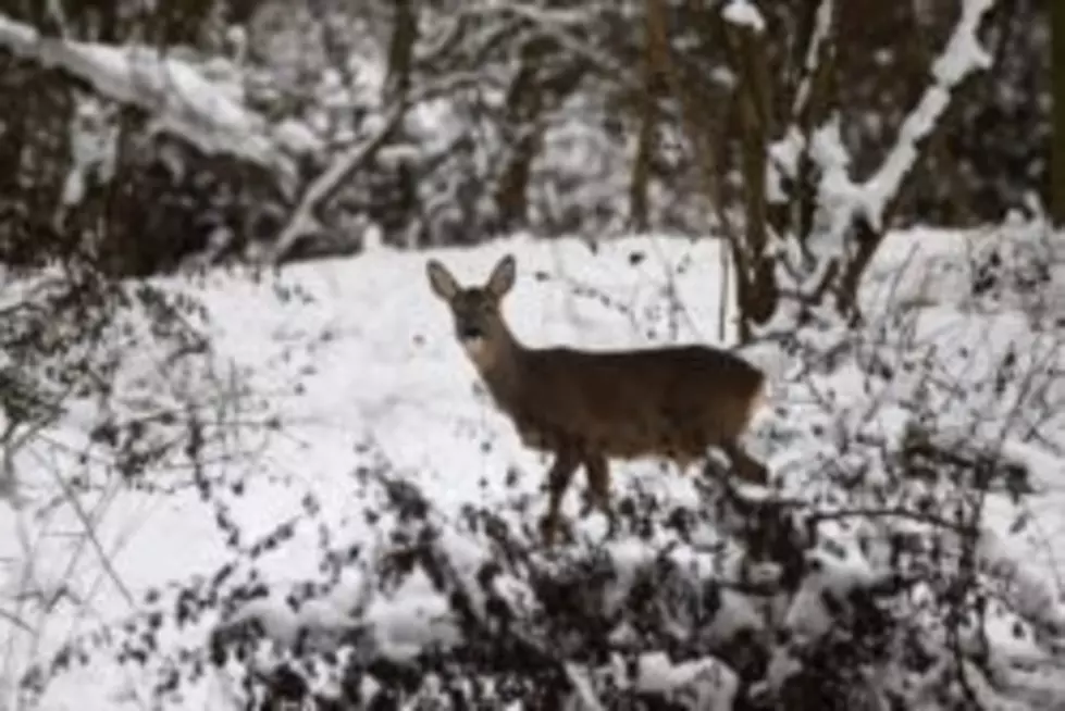 Minnesota Supreme Court Upholds Deer Hunting Conviction