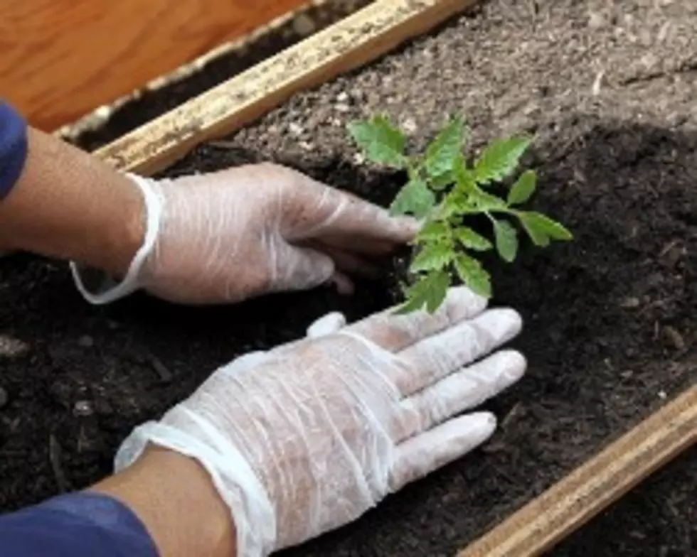 Help Plant A Community Garden Tomorrow
