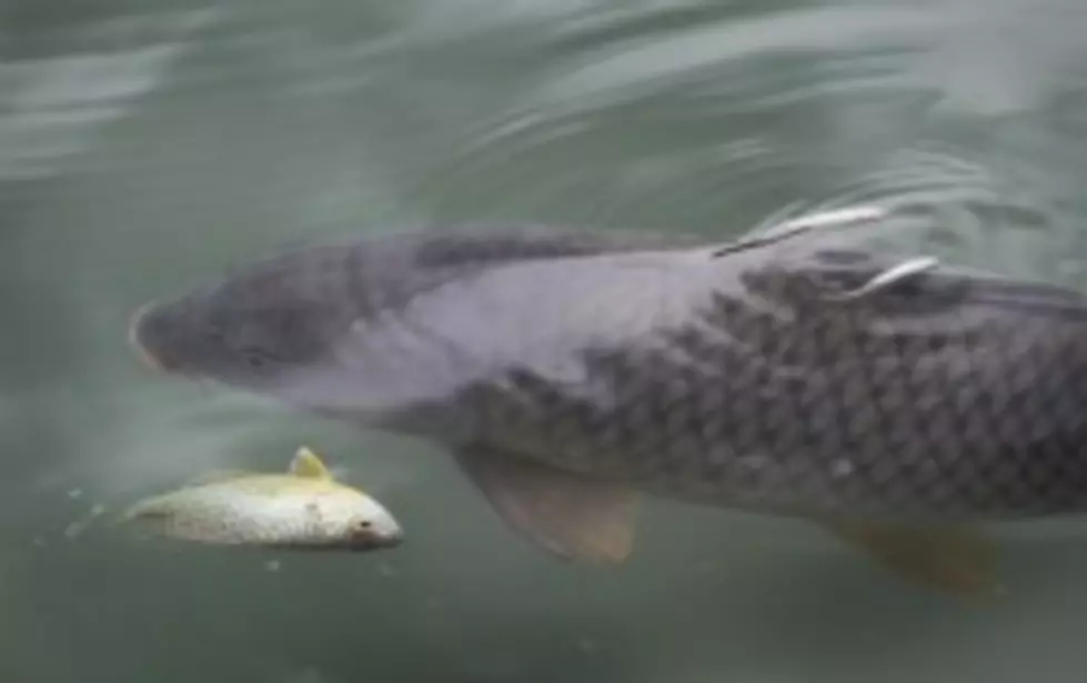 More DNA Testing Planned For Invasive Carp