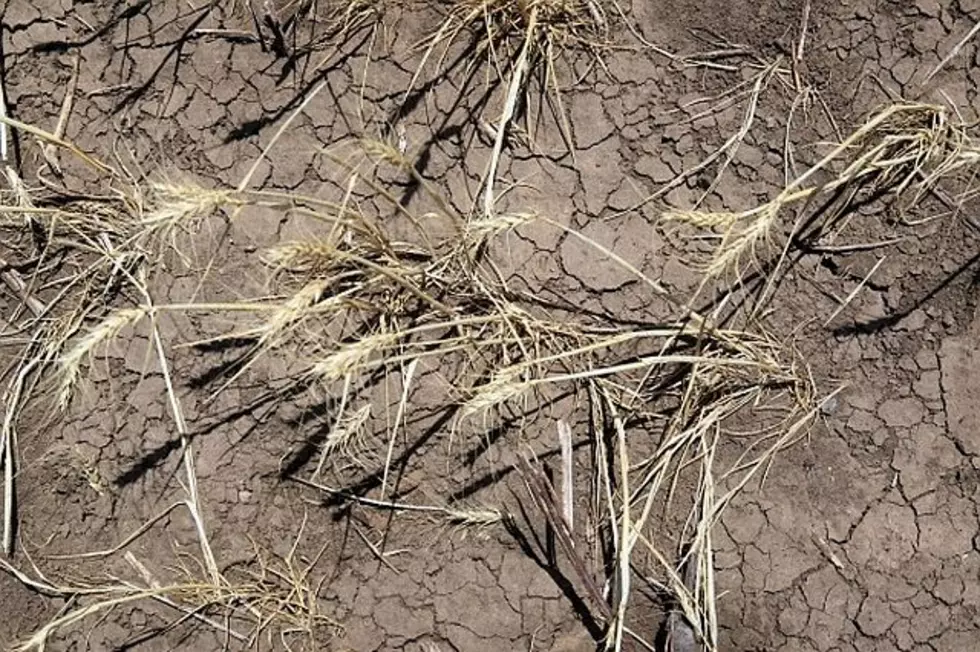 US Drought Grows to Cover Widest Area Since 1956