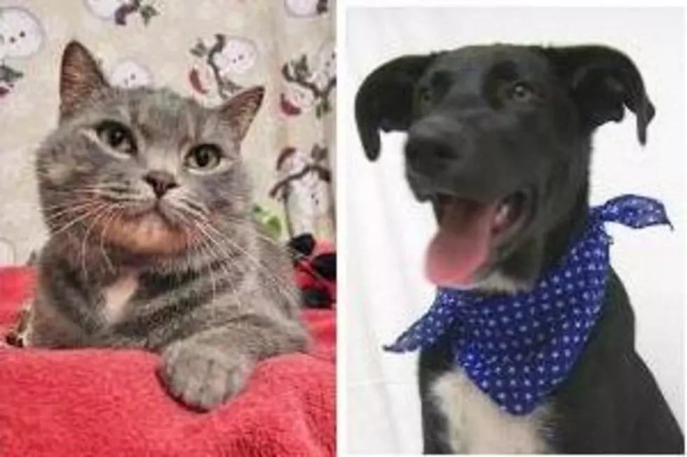 Pet Patrol: Meet Snoopy The Cat and Toby The Dog [PICTURES]