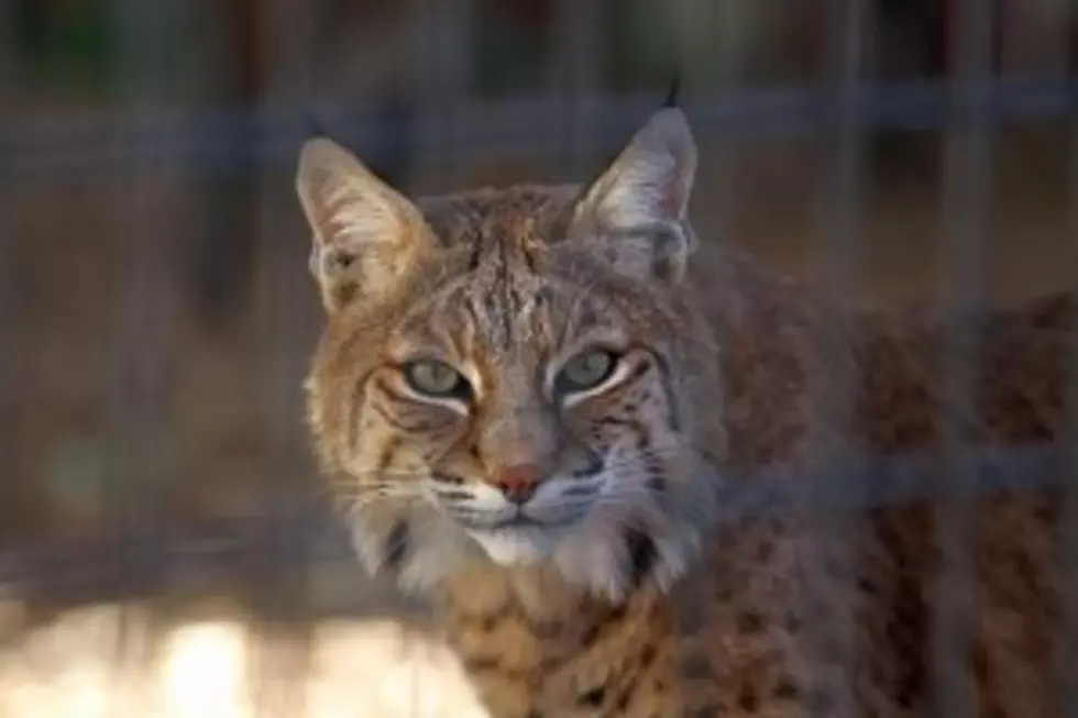 Sick Bobcat Recovering After Rescue