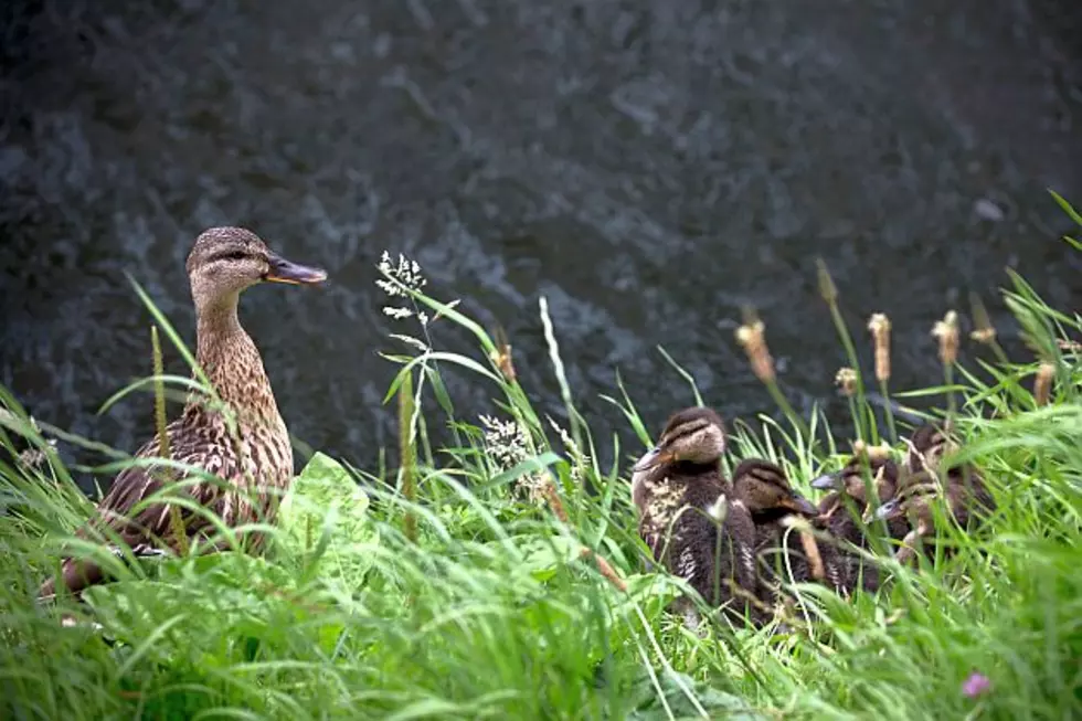Minnesota Officials Warn of Ducklings Disease Risk