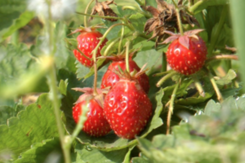 Minnesota Strawberries Running Late By 2 Weeks