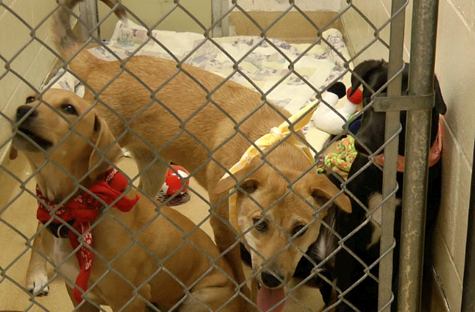 Three Puppies From India Arrive at Tri-County Humane Society [VIDEO]