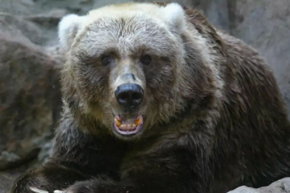 Suburban Residents Asked to Leave Bears Alone