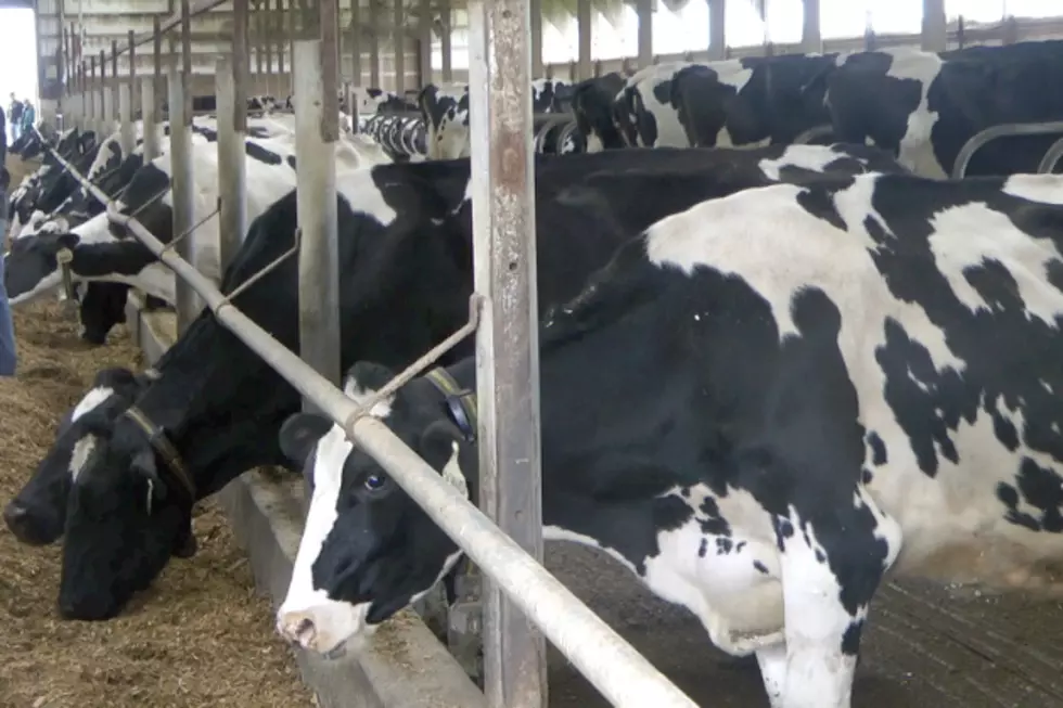 Cows, Food and Petting Zoo on Display During Breakfast on the Farm in Melrose [VIDEO]