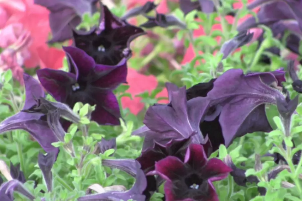 Behind The Scenes: Stop and Smell the Roses at Munsinger/Clemens Gardens [VIDEO]