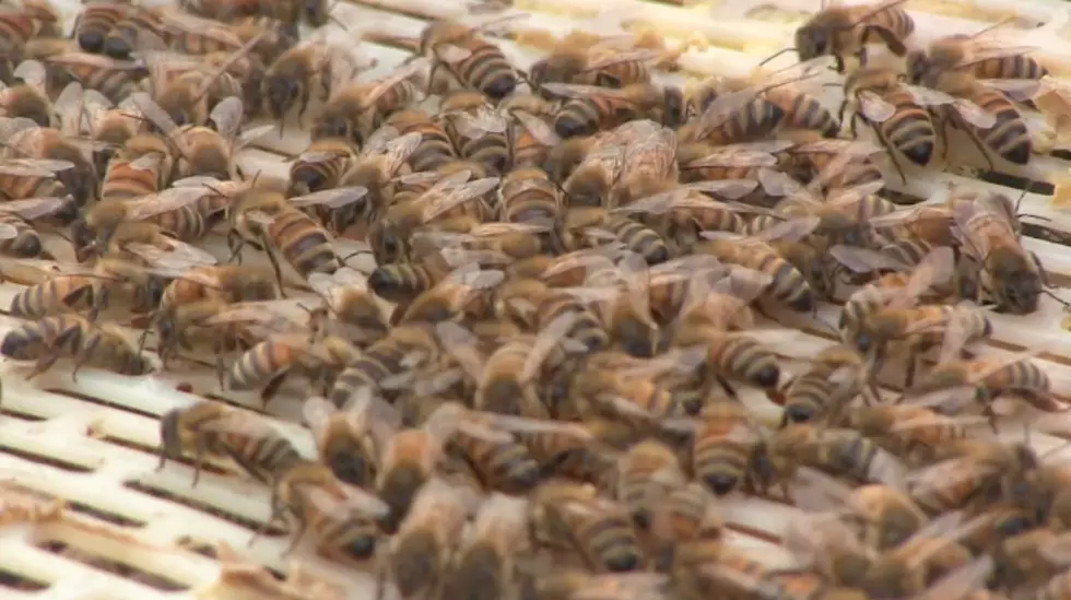 Behind the Scenes: Buzzing Around the Beehive [VIDEO]