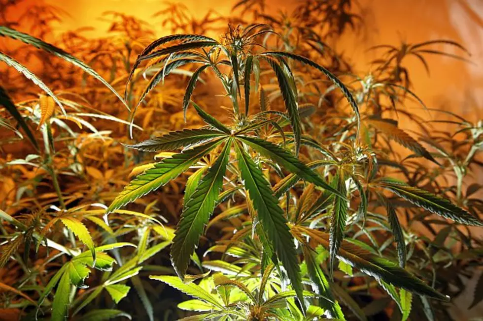 Health Department Continues Survey On Medical Marijuana