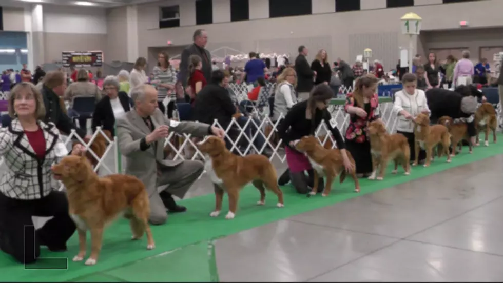 St. Cloud Hosts Annual Dog Show [VIDEO]