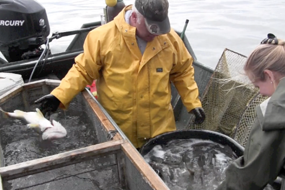 Behind the Scenes: Keeping the Fish Population Bountiful in Minnesota Lakes [VIDEO]