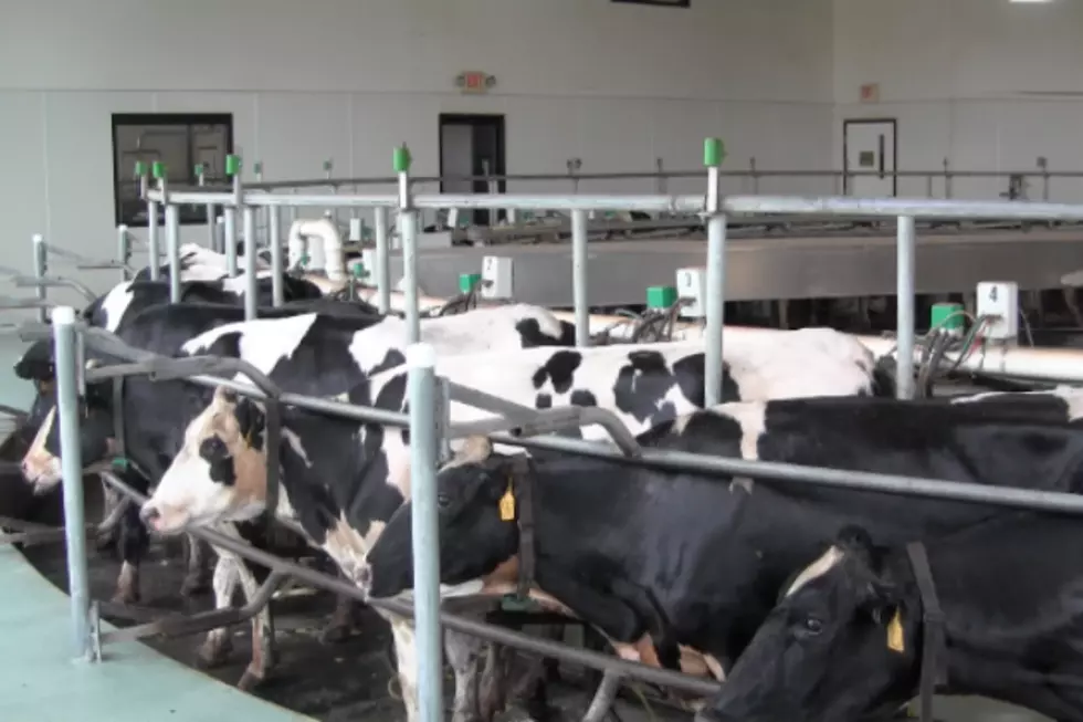 Little Falls Dairy Farm Has Cows Turning In Circles In Rotary Parlor [VIDEO]