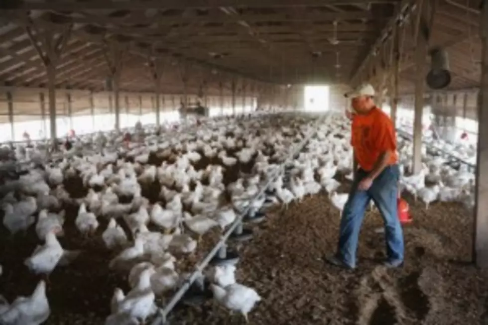 Large Renville County Chicken Farm Hit by Bird Flu