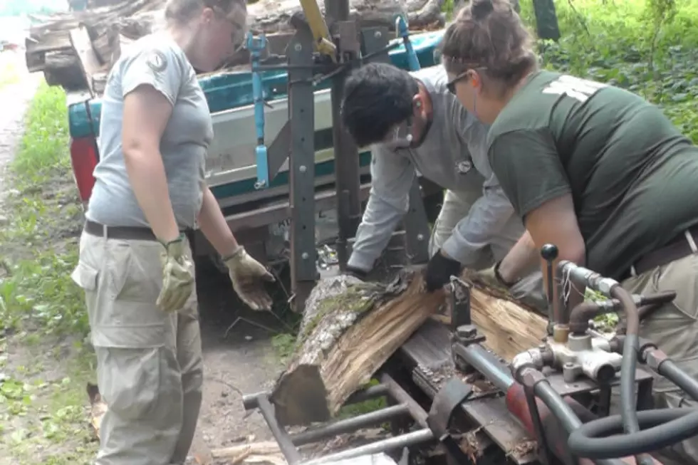 SJU Abbey Arboretum Aided by National Group of Volunteers [VIDEO]