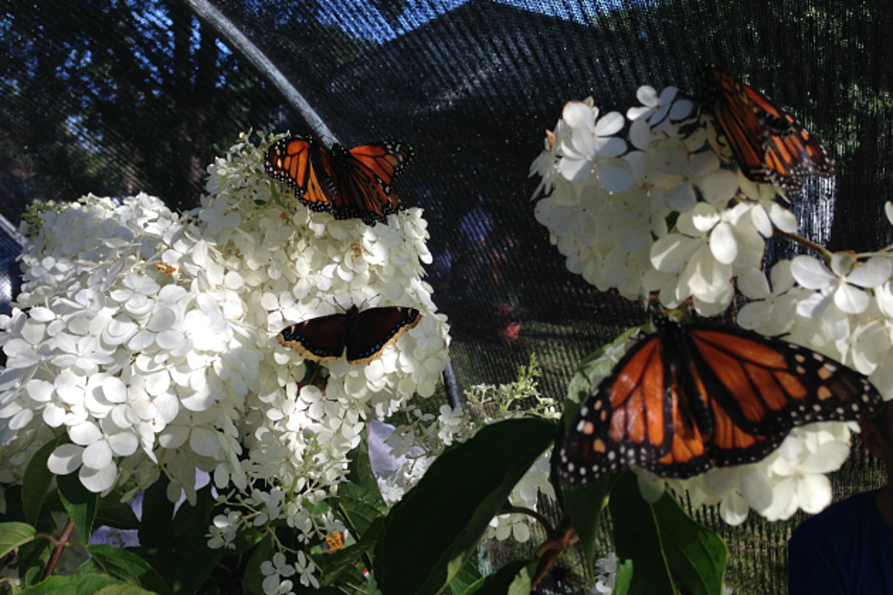 New Butterfly Exhibit ‘Flutters’ Into Benton County Fair [VIDEO]