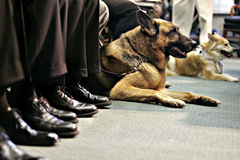 Stearns County Sheriff’s Office Looking to Add Three Police Dogs