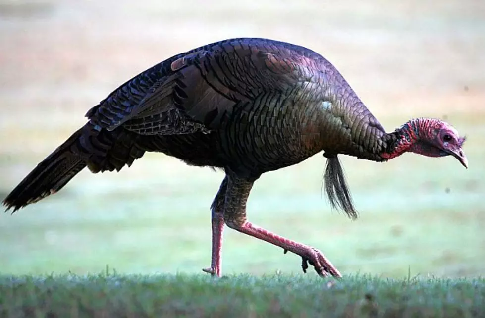 Stearns County Parks To Close For Turkey Hunt