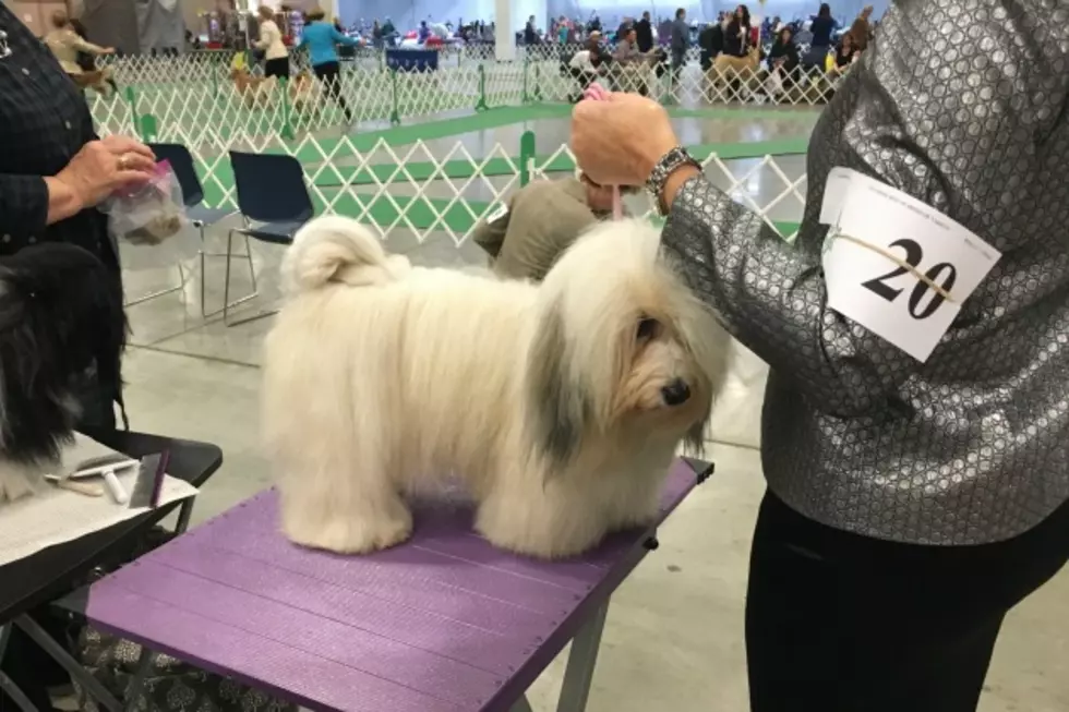 The Granite City Kennel Club Dog Show Was A Hit [VIDEO]
