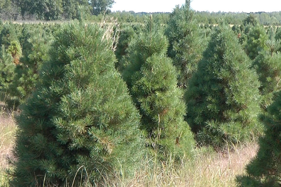 I Was Right About Something: Bugs Do Live in Real Christmas Trees