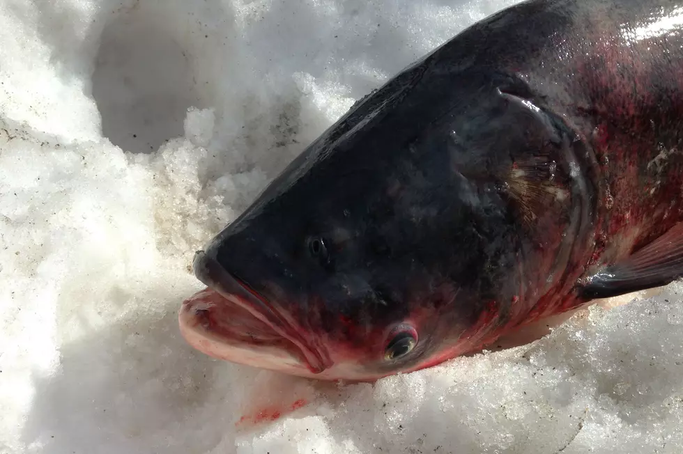 Bacteria Killing Carp Could Affect Other Lake Elysian Fish