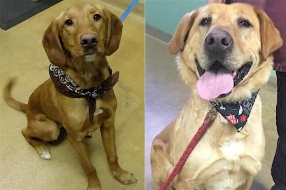 Meet Scooby and Buster: Tri County Humane Society Pet Patrol