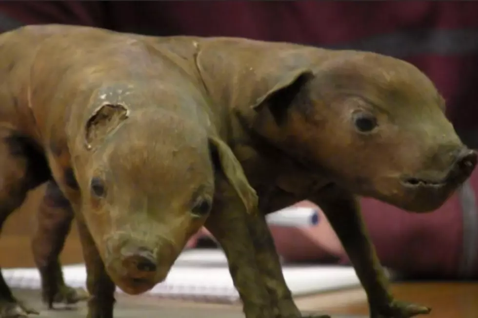 A Stuffed Two-Headed Pig An Interesting Artifact At The Stearns History Museum [VIDEO]